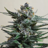 Auto Blueberry Feminised (AS)