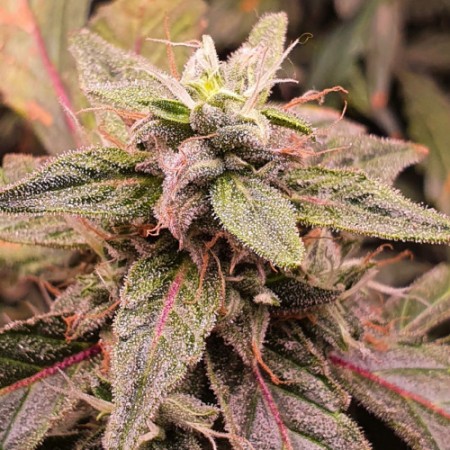 Auto Critical Neville Haze Feminised