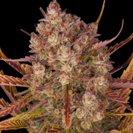 Auto Dos Si Dos Feminised