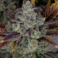 Auto Gorilla Cookies Fem