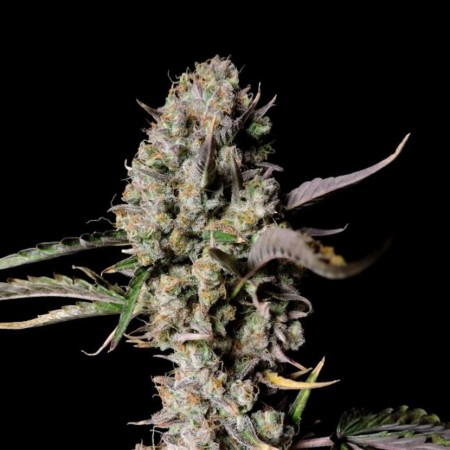 Auto Gorilla Zkittles Feminised