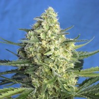 Auto Jack 47 XL Fem