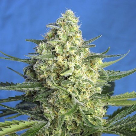 Auto Jack 47 XL Feminised