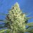 Auto Jack 47 XL Fem
