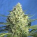 Auto Jack 47 XL Feminised