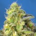 Auto Jack 47 XL Feminised