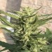 Auto Lemon Haze Feminised