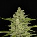 Auto Papaya Cookies Feminised