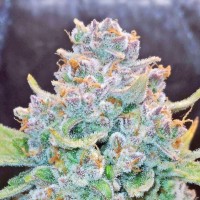 Auto Papaya Cookies Fem