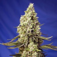 Auto Runtz XL Fem
