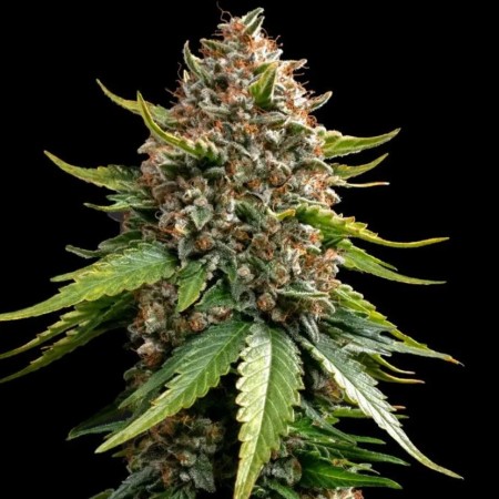 Auto White Widow XXL Feminised