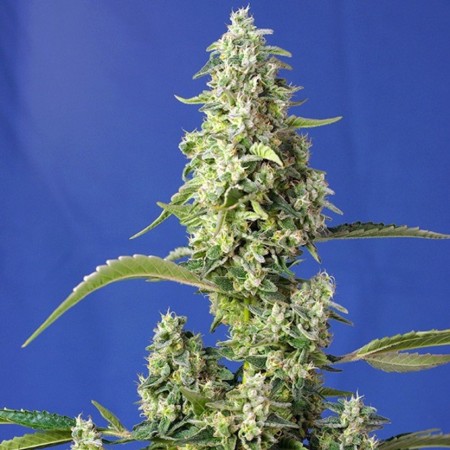 Auto Gorilla Girl XL Feminised