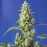 Auto Gorilla Girl XL Fem