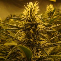 Auto Lemon Skunk Fem