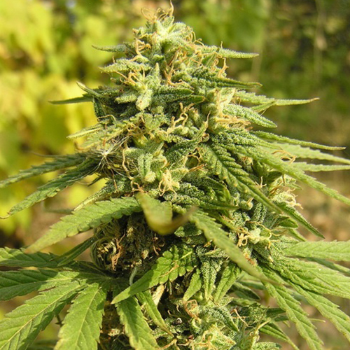Lsd семена конопли марихуана вид растения