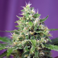 Auto Sweet Amnesia Haze XL Fem