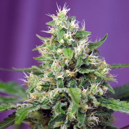 Auto Sweet Amnesia Haze XL Feminised