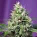 Auto Sweet Amnesia Haze XL Feminised