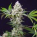 Auto Sweet Amnesia Haze XL Feminised