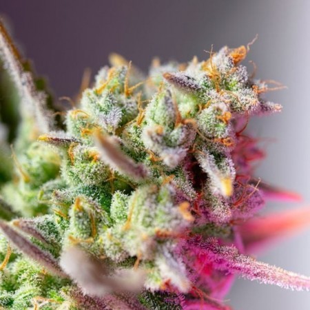 Auto Sweet Mimosa XL Feminised