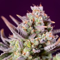 Auto Sweet Zenzation XL Fem