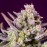 Auto Sweet Zenzation XL Fem