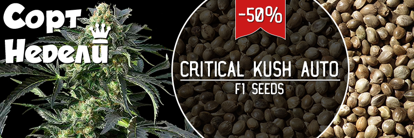 Сорт недели: скидка -50% на Auto Critical Kush