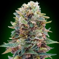 Auto Afghan Mass Fem