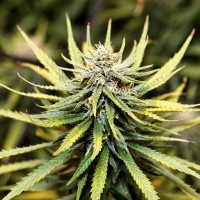 Auto Animal Cookies Fem