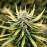 Auto Animal Cookies Fem