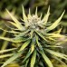 Auto Animal Cookies Feminised