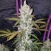 Auto Animal Cookies Feminised