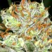 Auto Black Widow Feminised
