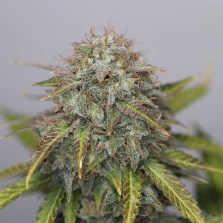 Auto Black Widow Feminised