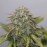 Auto Black Widow Fem