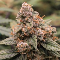 Auto Ghost OG Fem