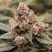 Auto Ghost OG Feminised