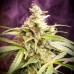 Auto Ghost OG Feminised