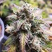 Auto Ghost OG Feminised