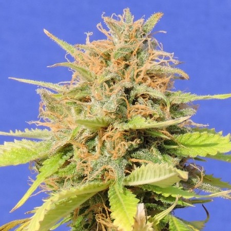 Auto Girl Scout Cookies Feminised