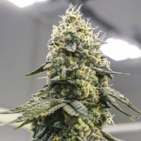 Auto Great White Shark Fem