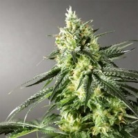 Auto Larry OG Kush Fem