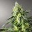 Auto Larry OG Kush Fem