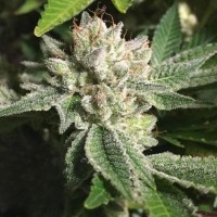 Auto Original Glue Fem