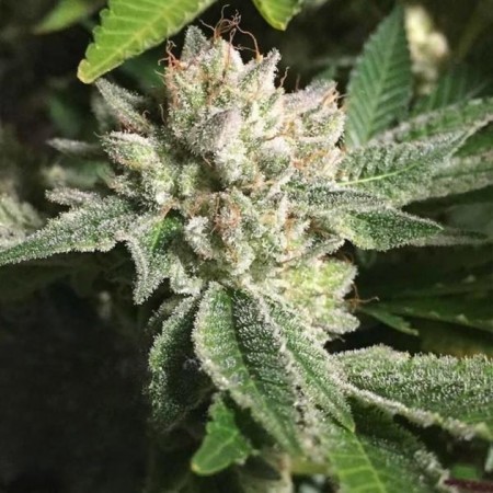 Auto Original Glue Feminised