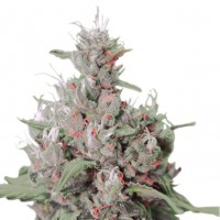 Auto Royal Creamatic Fem