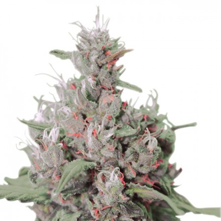 Auto Royal Creamatic Feminised