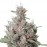 Auto Royal Creamatic Fem