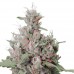 Auto Royal Creamatic Feminised