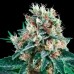 Auto Royal Creamatic Feminised